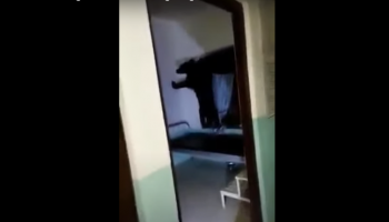 अस्पतालको उपचार कक्षमै भालु पसेपछि ...